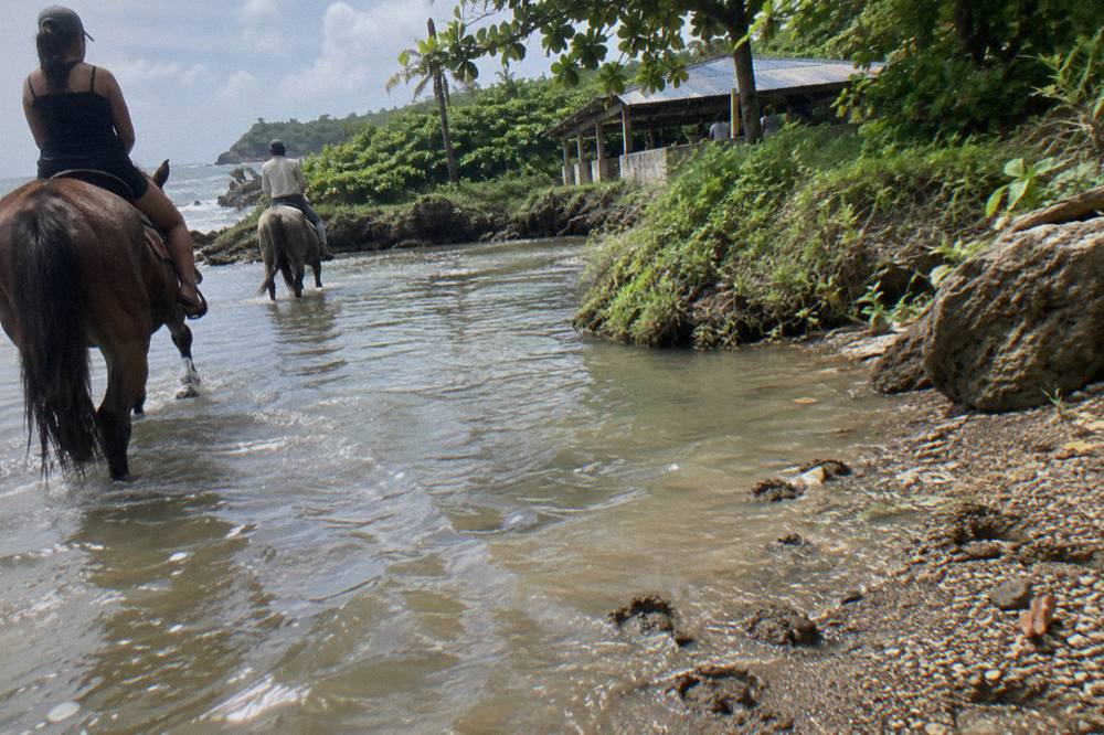 Horses standing in shallow river water beside a green jungle trail